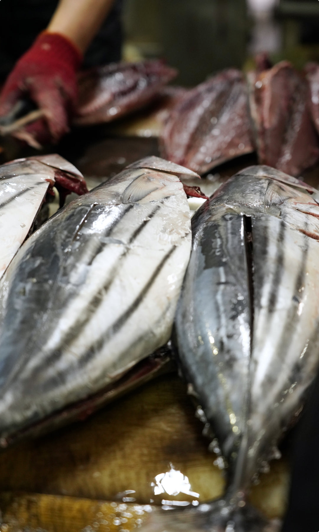 解凍すると美しいカツオに戻ります。