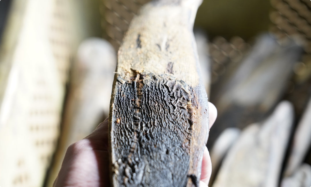 本枯節は素材の状態がわかるように皮目を残しています