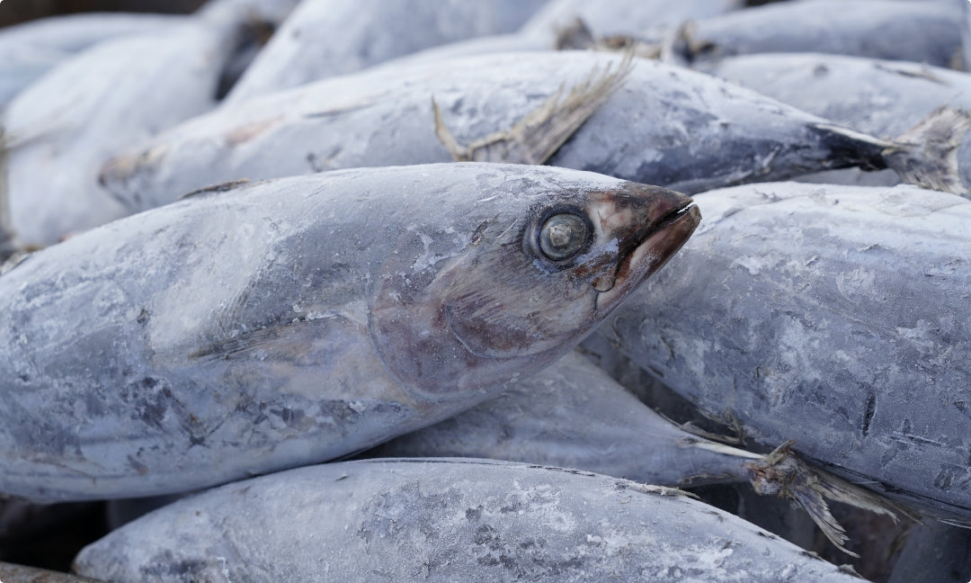脂肪分が少なく、鮮度の良いカツオを選びます。